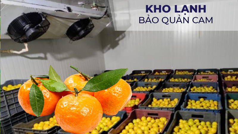 Kho lạnh bảo quản Cam