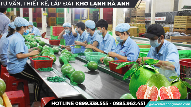 Chế biến bảo quản bưới