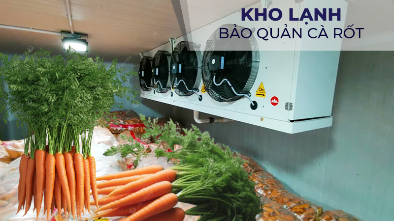 Kho lạnh bảo quản cà rốt