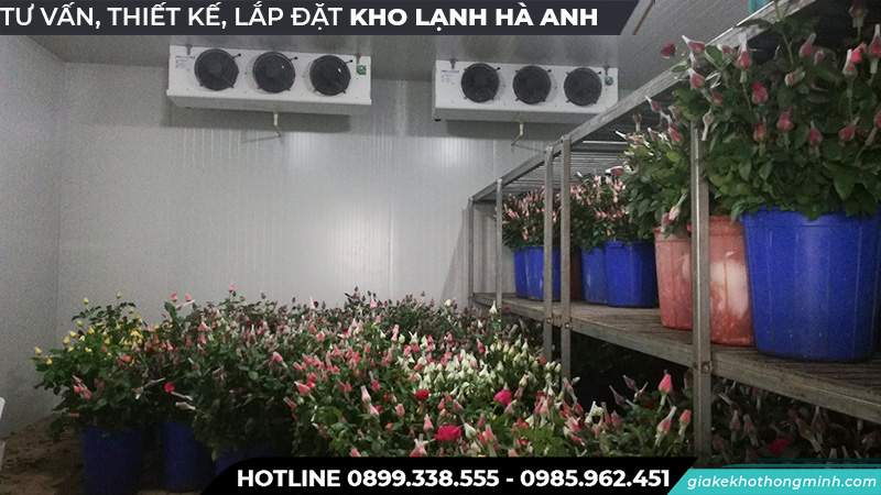 Kho lạnh bảo quả hoa hồng
