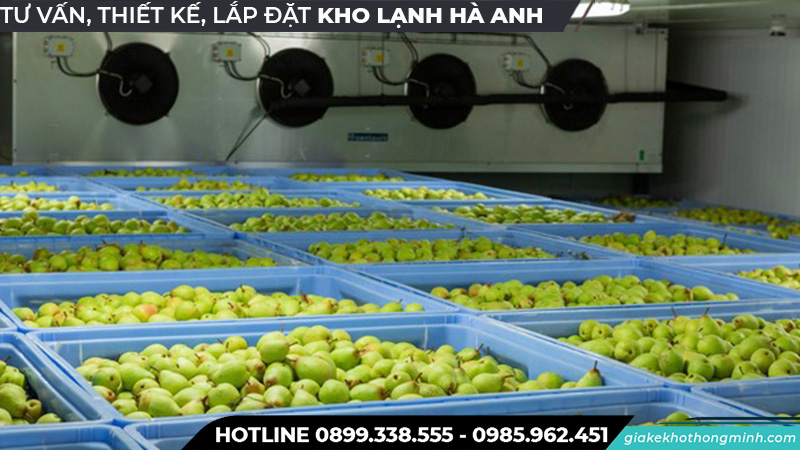 Kho lạnh chuyên bảo quản lê