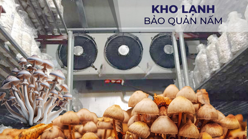 Kho lạnh bảo quản nấm
