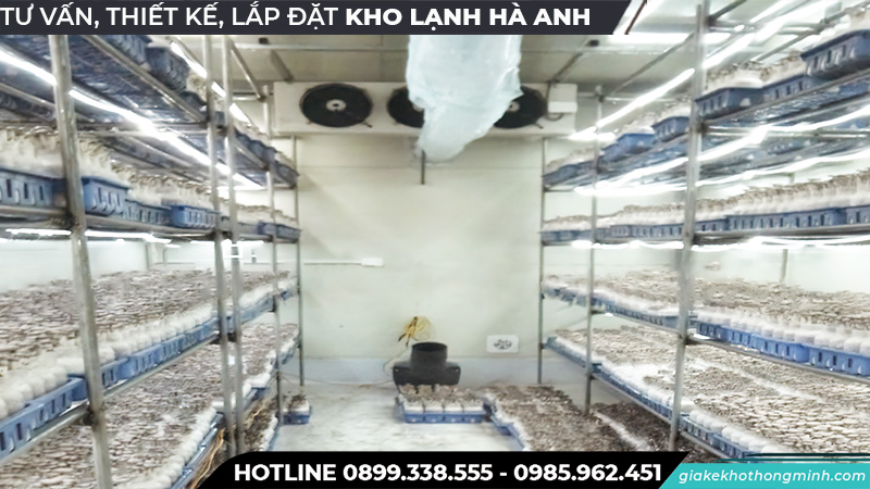 Kho lạnh bảo quản nấm chất lượng cao