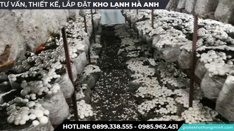 Quy trình bản quản nấm chất lượng