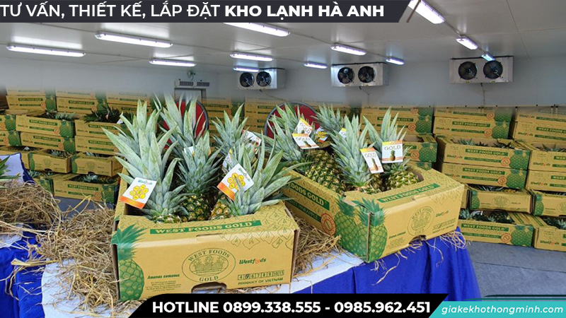 Bảo quản dứa trong kho lạnh